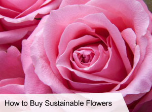 VegNews.HowtoBuySustainableFlowers VegNews.HowtoBuySustainableFlowers